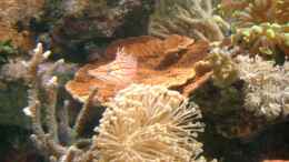 aquarium-von-enrico-becken-3782_Korallenwächter