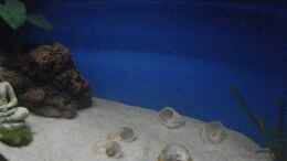 aquarium-von-malamute-neolamprologus-zuchtbecken_Stand 13.02.19