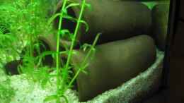 aquarium-von-melanie-dreier-becken-3783_Tonröhrchen für Garnelen