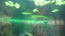 aquarium-von-melanie-dreier-becken-3783_Wasserlinsen
