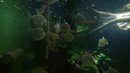 aquarium-von-kellerkind-kellerpfuetze_Metynnis Fasciatus