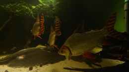 Aquarium einrichten mit Nachtsalmler, Semaprochiladas taeniurus
