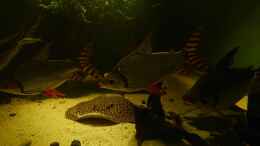 Aquarium einrichten mit Nachtsalmler, Semaprochiladas taeniurus