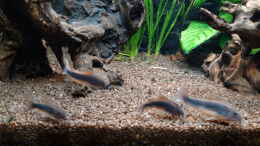 aquarium-von-mich-anubien-roots_Corydoras-Gruppe