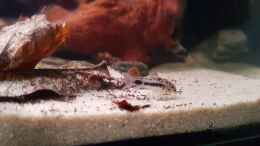 aquarium-von-yoshimaus-keep-it-simple_Corydoras habrosus