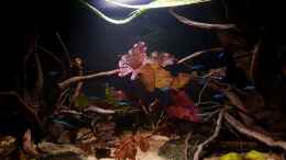 aquarium-von-yoshimaus-keep-it-simple_