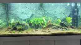 aquarium-von-chris-bert-anfaenger---gesellschaftsbecken_35 % Wasserwechsel durchgeführt Tag 12 wegen vielen Algen