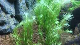 Aquarium einrichten mit Mayaca fluviatilis wächst sehr gut 