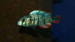 aquarium-von-tonisafricancichlids-paralabidochromis-chromogynos-zue-artenbecken_Paralabidochromis chromogynos Zue