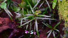 Foto mit Hygrophila lancea Araguaia