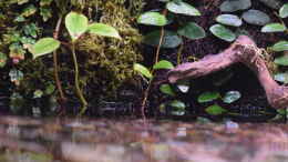 Foto mit Rückwand mit Ficus, Begonia, Taxiphyllum