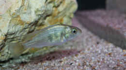 aquarium-von-tonisafricancichlids-lithochromis-rubripinnis-luanso-artenbecken_Lithochromis rubripinnis Luanso Weibchen
