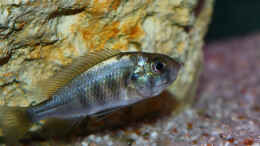 aquarium-von-tonisafricancichlids-lithochromis-rubripinnis-luanso-artenbecken_Weibchen mit Gelege im Maul