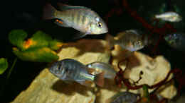 aquarium-von-tonisafricancichlids-lithochromis-rubripinnis-luanso-artenbecken_Leichtes Einfärben erkennbar