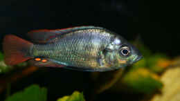 aquarium-von-tonisafricancichlids-lithochromis-rubripinnis-luanso-artenbecken_unterdrücktes Männchen