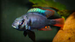 aquarium-von-tonisafricancichlids-lithochromis-rubripinnis-luanso-artenbecken_Lithochromis rubripinnis Luanso