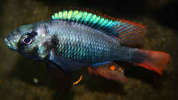 Aquarium einrichten mit Lithochromis rubripinnis Luanso schönes Männchen