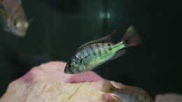 aquarium-von-tonisafricancichlids-lithochromis-rubripinnis-luanso-artenbecken_Lithochromis rubripinnis Luanso noch nicht ausgefärbt