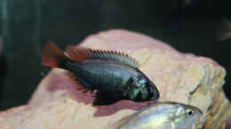 aquarium-von-tonisafricancichlids-lithochromis-rubripinnis-luanso-artenbecken_Lithochromis rubripinnis Luanso