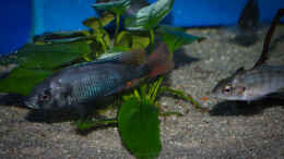 aquarium-von-tonisafricancichlids-lithochromis-rubripinnis-luanso-artenbecken_Männchen und Weibchen