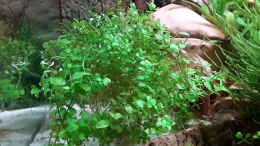 Foto mit Micranthemum umbrosum nach einem Haarschnitt 