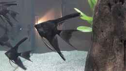 aquarium-von-sandra-g--becken-38050_Skalar black velvet