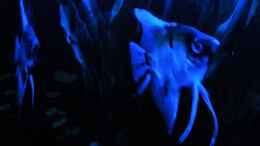 aquarium-von-fisch57-becken-38085_Skalare im Mondlicht