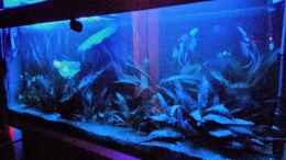 aquarium-von-fisch57-becken-38085_Becken im Tetra-Mondlicht