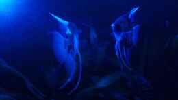 aquarium-von-fisch57-becken-38085_Skalar-Pärchen im Mondlicht