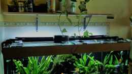 Aquarium einrichten mit Neues Regal über dem Becken mit Efeutute