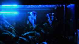 aquarium-von-fisch57-becken-38085_Mondlicht
