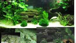 aquarium-von-monika-maier-becken-3811_54-L-Becken mit Neocaridina sp. und Corydoras hastatus (jewe