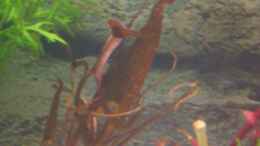 aquarium-von-monika-maier-becken-3811_Nymphaea rubra (Triebe 3 Tage alt)