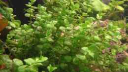 Aquarium einrichten mit Micranthemum umbrosum