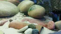 aquarium-von---stephen---zahnkarpfenbach---nur-noch-beispiel--_Raubschnecken & Bratpfannenwels