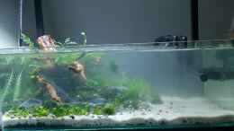 aquarium-von-romano-e-shallow-tributary_Erster Tag