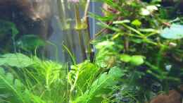 Aquarium einrichten mit hygrophila pinnatifida
