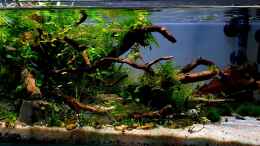 aquarium-von-romano-e-shallow-tributary_Update 07.04