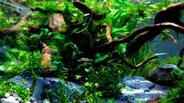 aquarium-von-romano-e-shallow-tributary_boraras brigittae