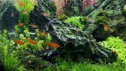 aquarium-von-yoshimaus-only-stone_Funkensalmler (Hyphessobrycon amandae)