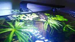 Aquarium einrichten mit Chihiros LED System Serie C 251