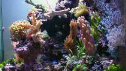 aquarium-von-petra-kallmeyer-becken-3826_Seitenansicht vom 31.12.06