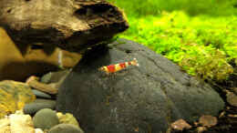 aquarium-von-koba2-kleiner-kubus-dennerle-60er_Red Bee
