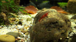 aquarium-von-koba2-kleiner-kubus-dennerle-60er_Rote Sakura