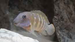 aquarium-von-a--schmidt-tropheus-kasakalawe-_Eretmodus cyanostictus orange dorsal 