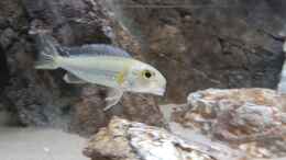 aquarium-von-a--schmidt-tropheus-kasakalawe-_Callochromis pleurospilus 