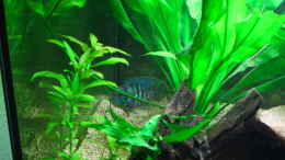 aquarium-von-jan16-kleines-wohnzimmerbecken_Blaupunktbuntbarsch Weibchen