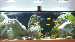 aquarium-von-andreas-l--becken-malawi-38668_21.09.2020