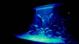 aquarium-von-aquamichel-becken-3869_Mondlicht