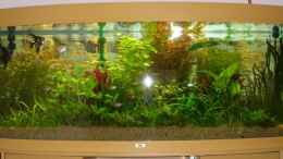 aquarium-von-nico-schunter-becken-3870_Aquarium nach sechs Wochen